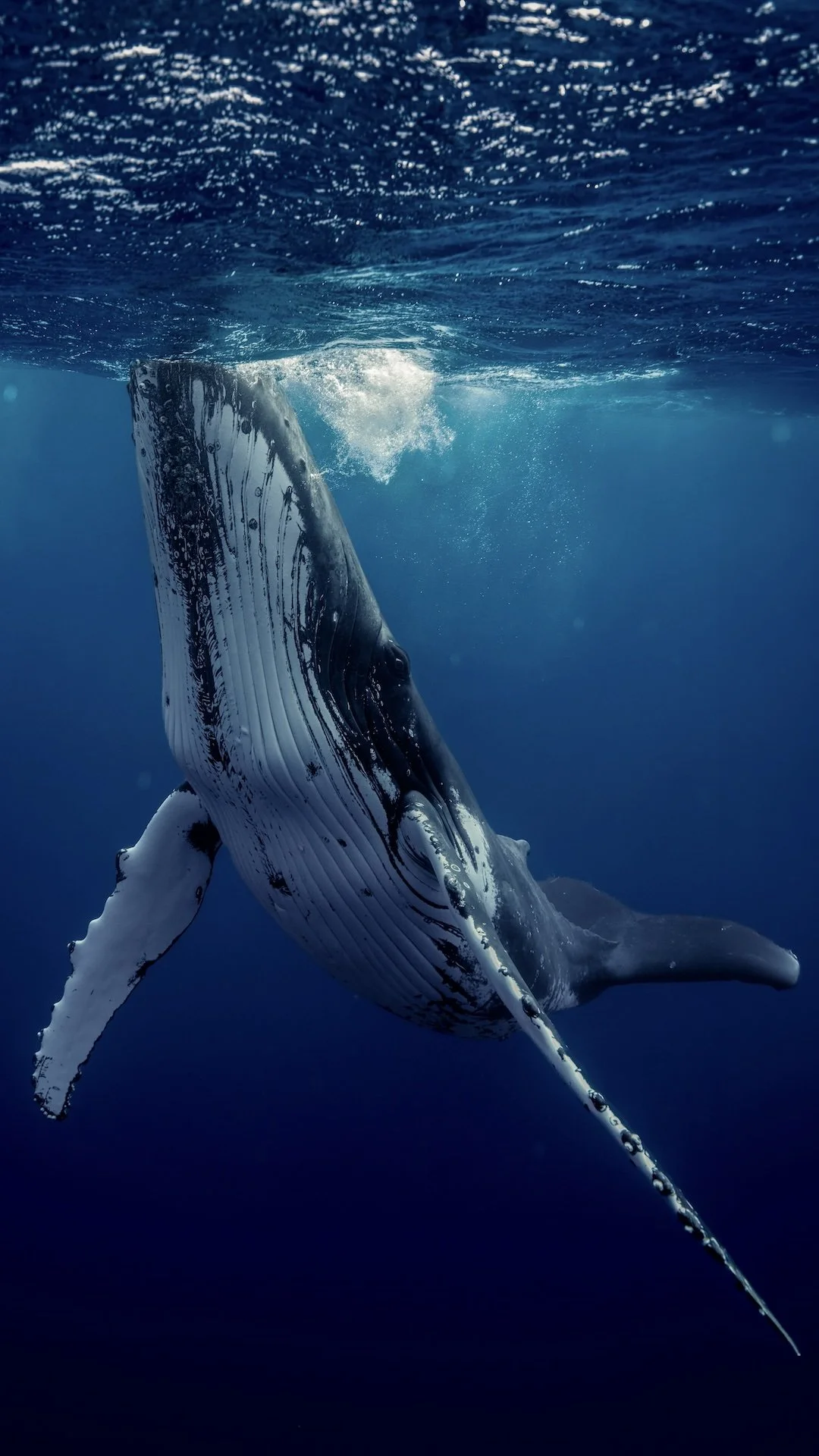 A whale swimming underwater, seen from below, with its tail and part of its body visible.