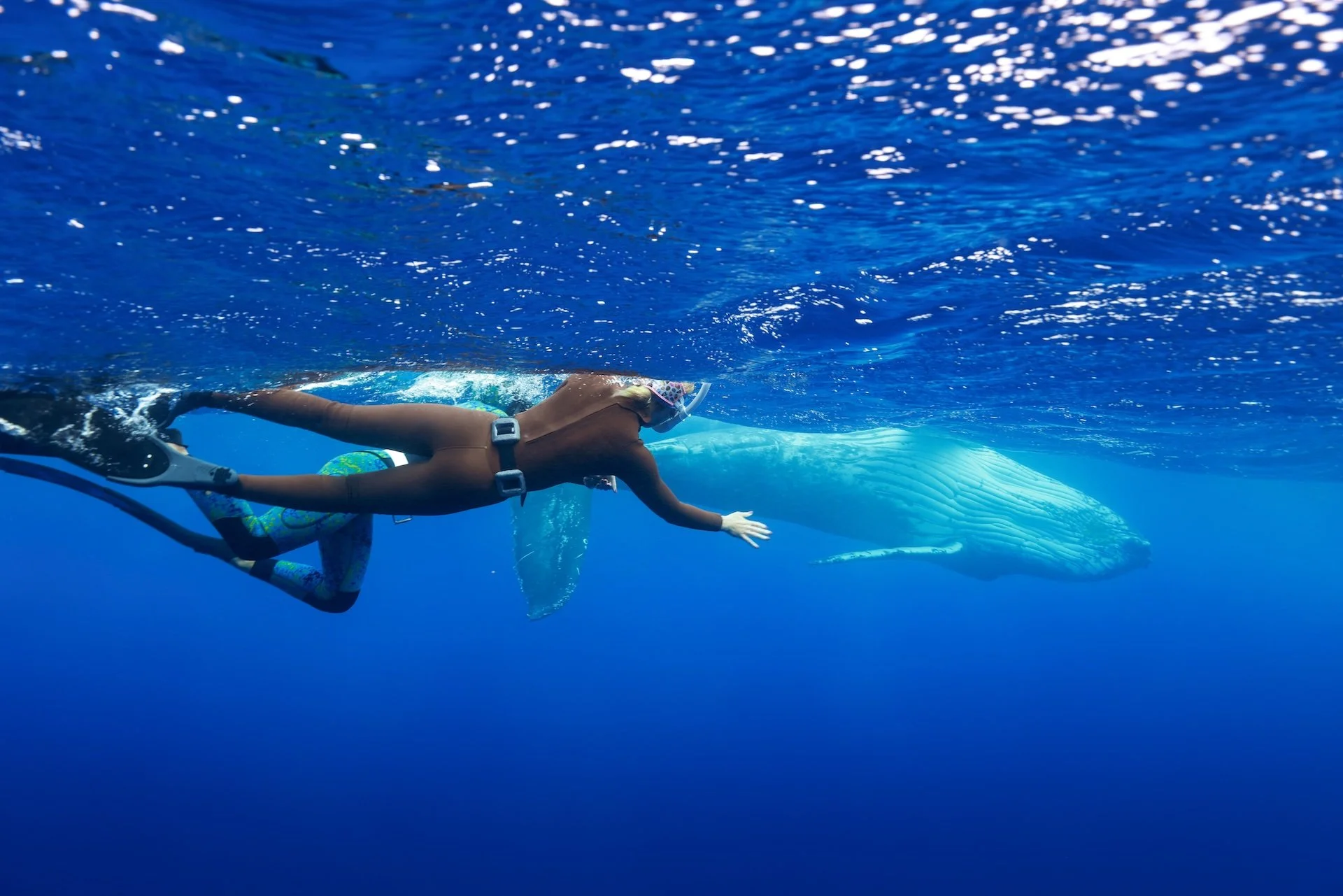 A person snorkeling underwater next to a whale.