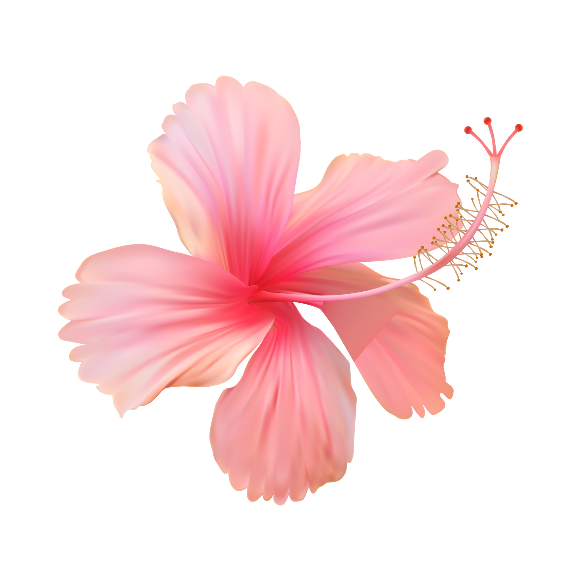 Pink hibiscus flower with delicate petals and prominent stamens against a transparent background.