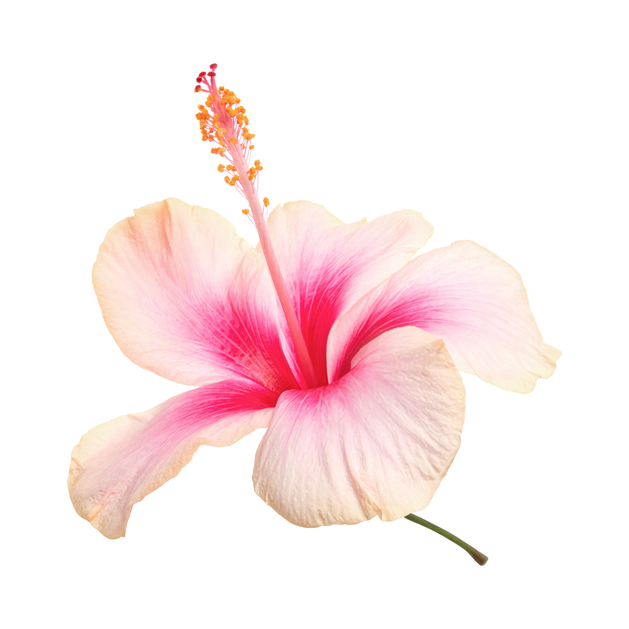 Close-up of a pink hibiscus flower with a prominent pistil and stamen against a black background.