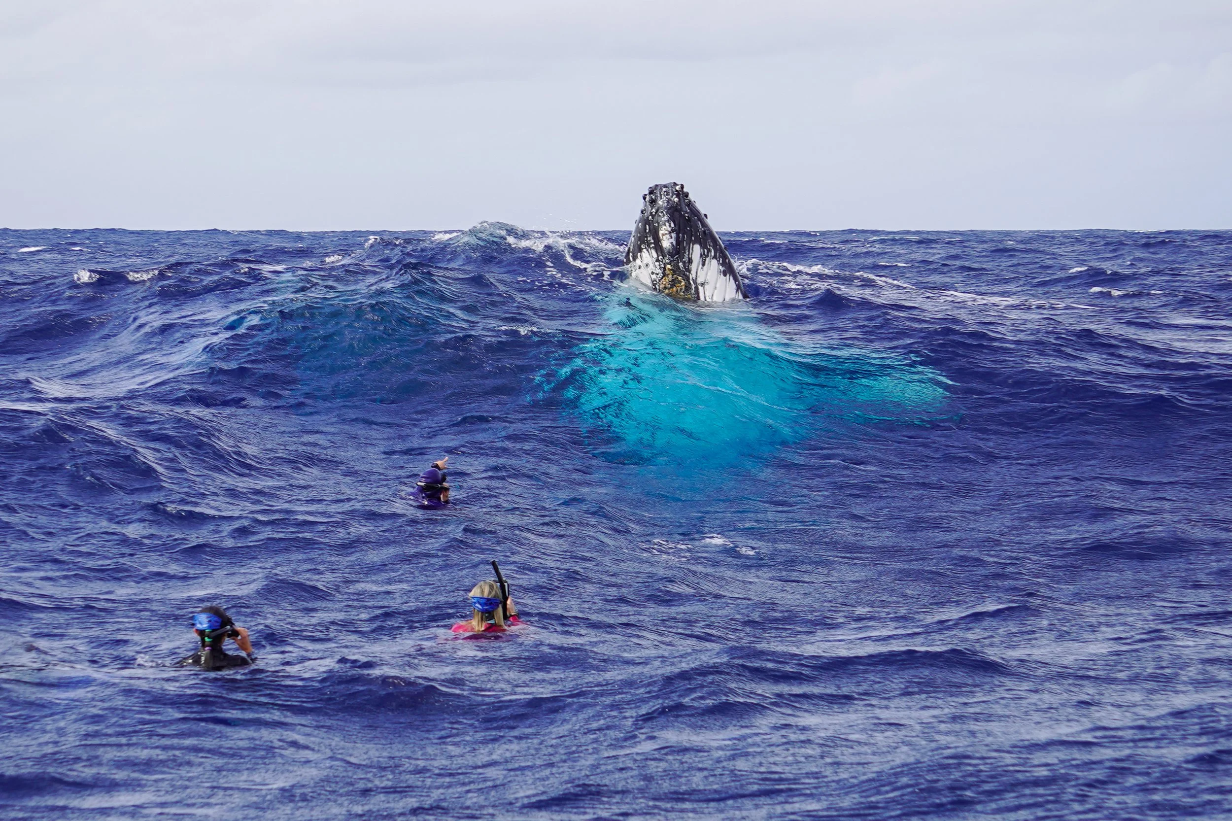 HUMPBACK WHALES, 'EUA TONGA 2027