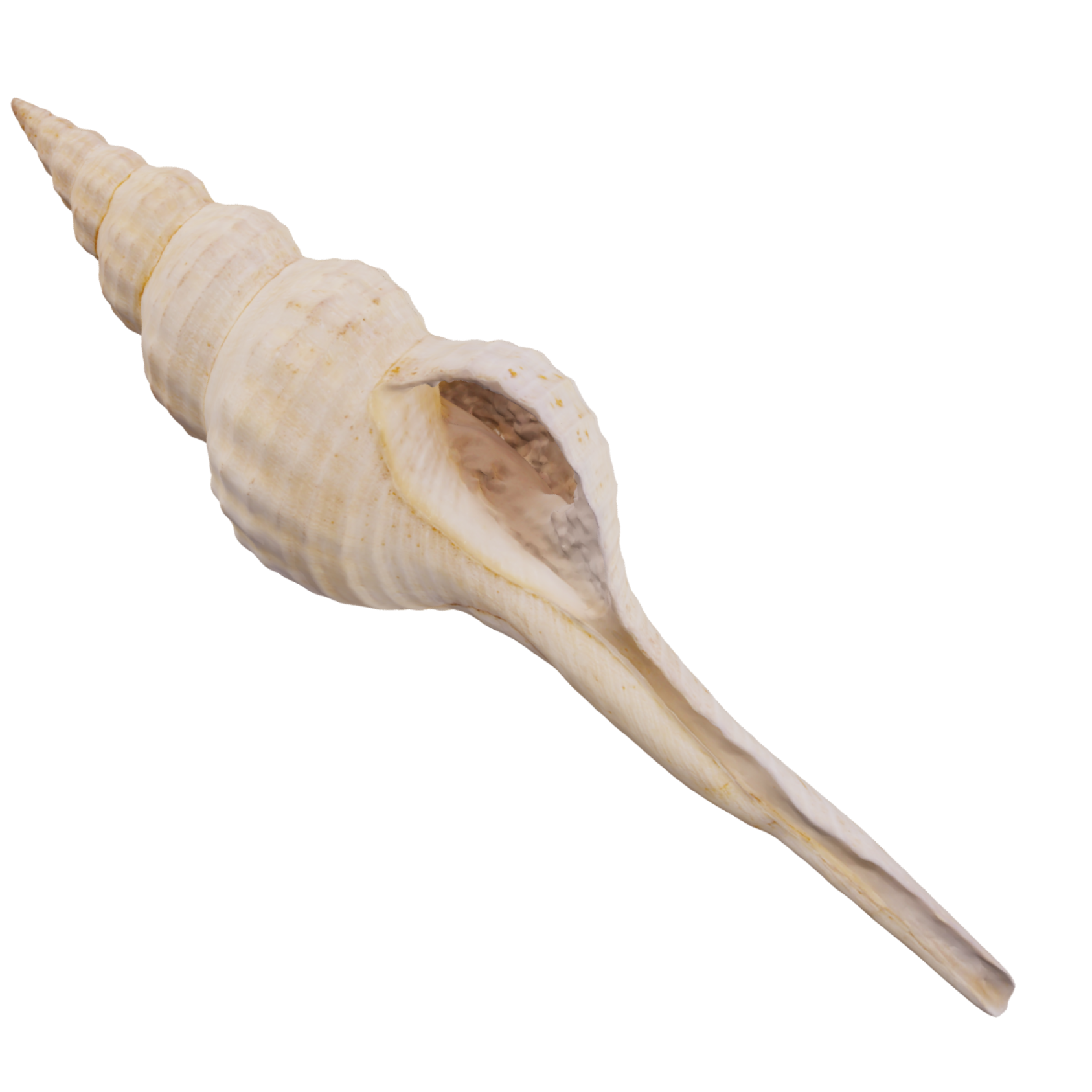 Sea shell shaped pasta lying on a surface with a colorful striped background.