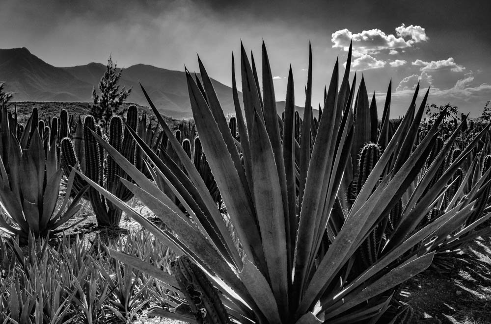 Agave, close up