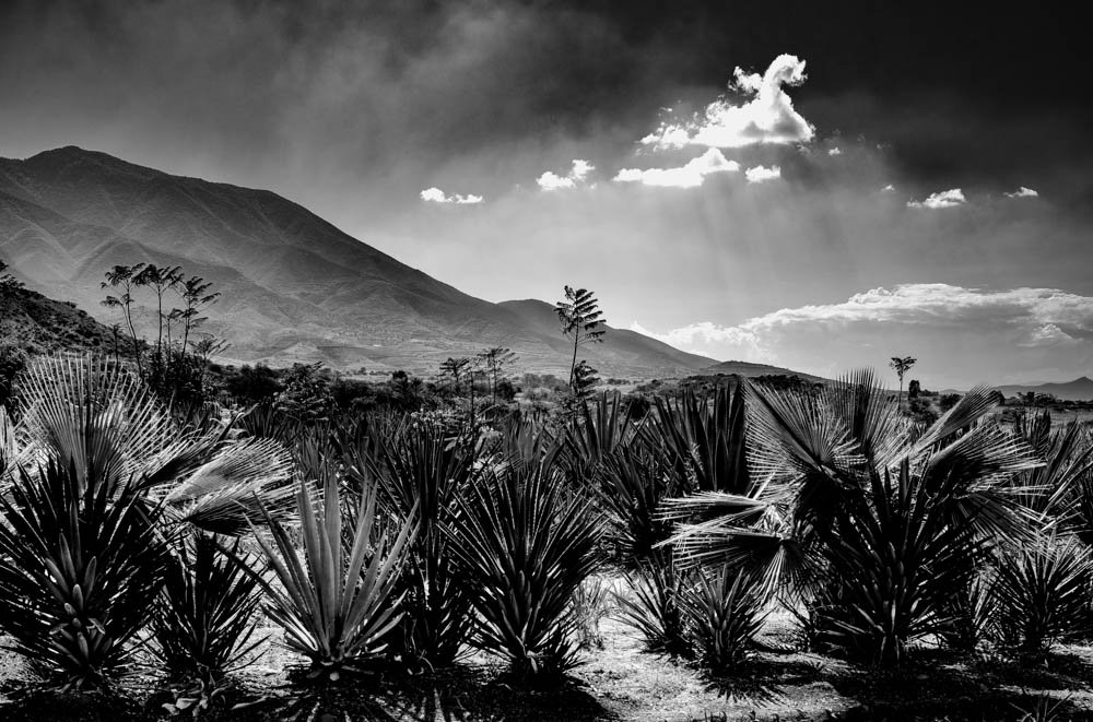 Agave field and mountains