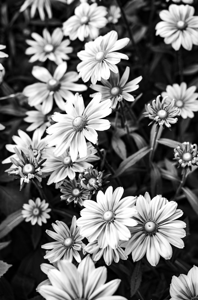 FLOWERS, CHURCH TOWN DAIRY, HUDSON NY.jpg
