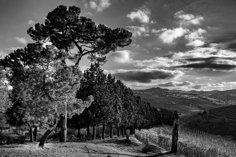 TREE BREAK, NEIVE, ITALY.jpg