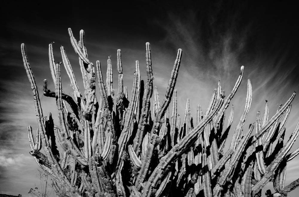 Cactus