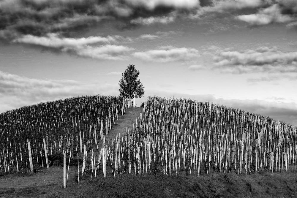 HILLTOP VINEYARD, BARBARESCO, ITALY.jpg