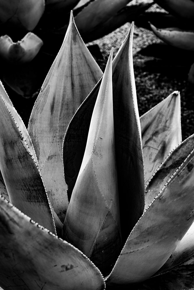 AGAVE, CLOSE-UP, OAXACA.jpg