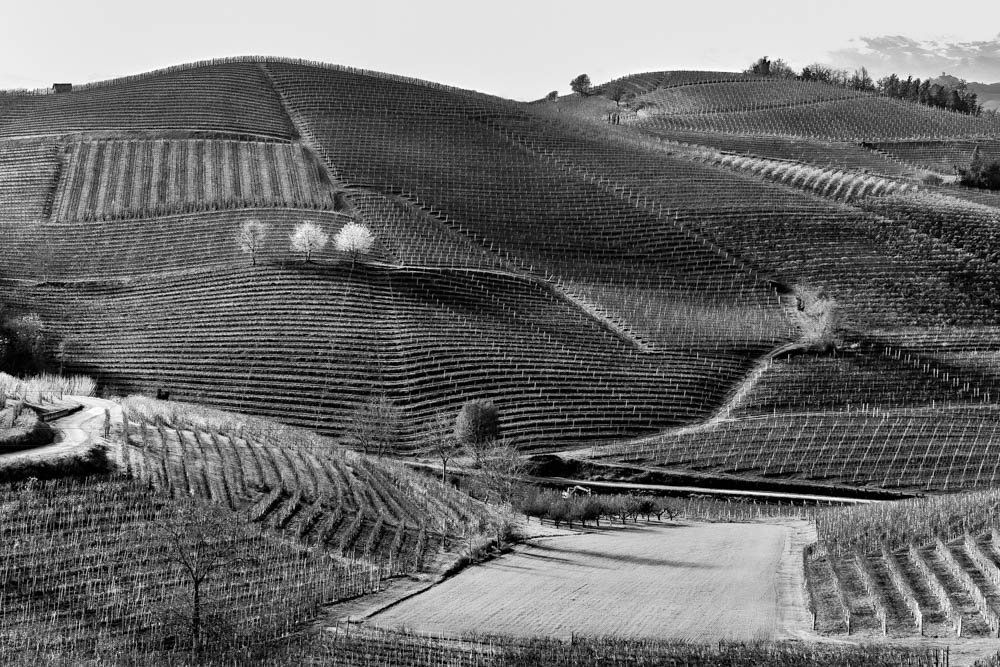VINEYARD PATTERNS, BARBARESCO, ITALY 2.jpg