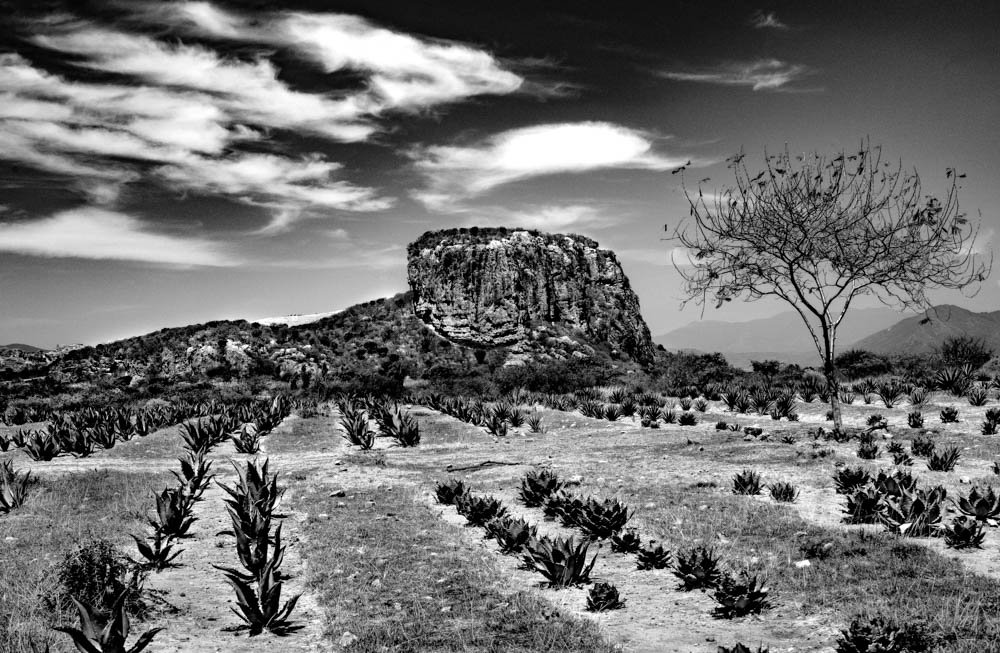 Agave field, Parque Nacional Benito Huárez