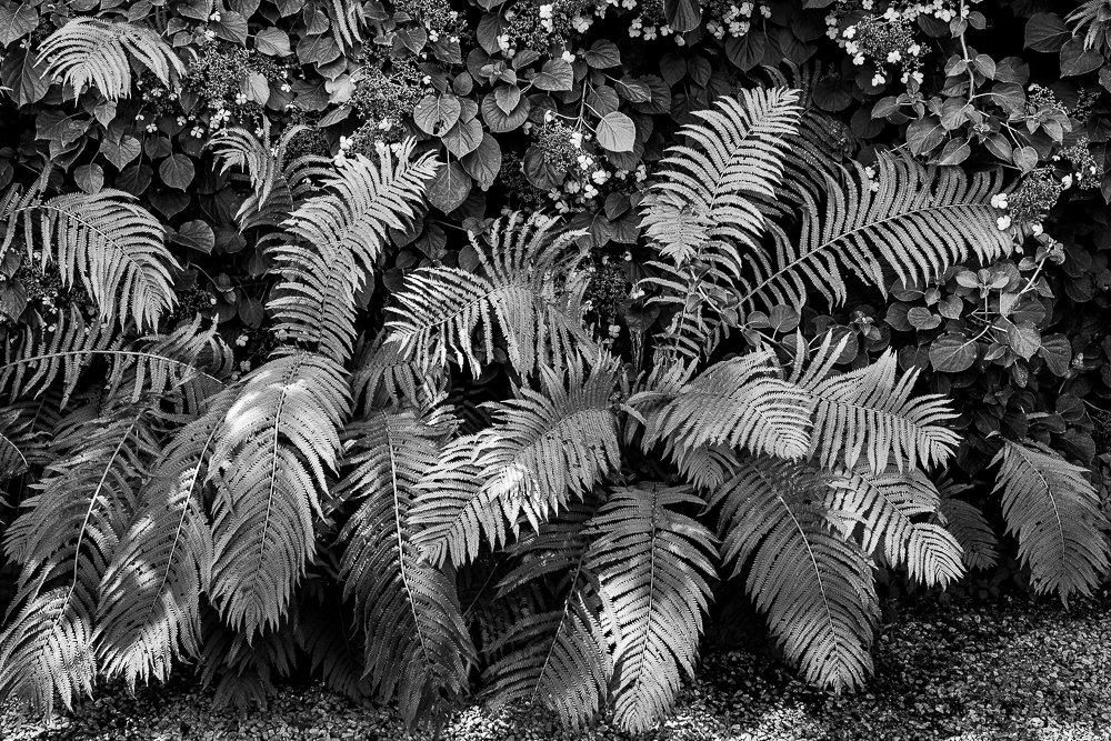 Ferns, The Mount, Lenox MA