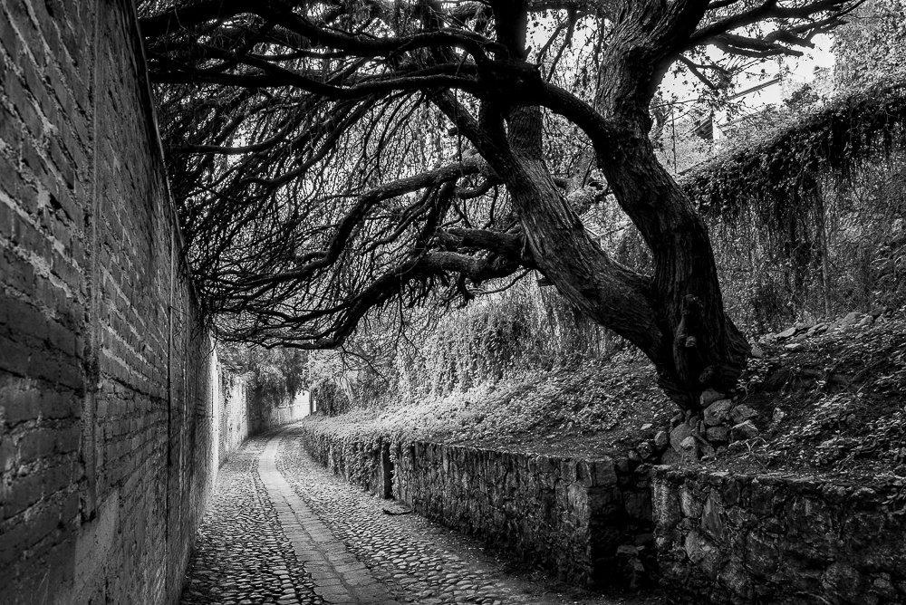 WALL, TREE, COBBLESTONES, SMDA.jpg
