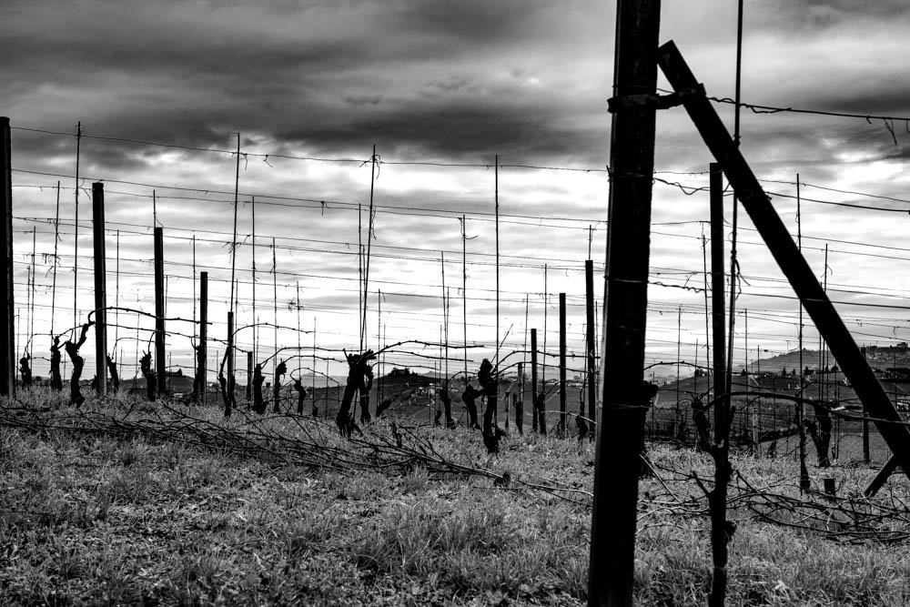 DORMANT VINEYARD, NEIVE.jpg