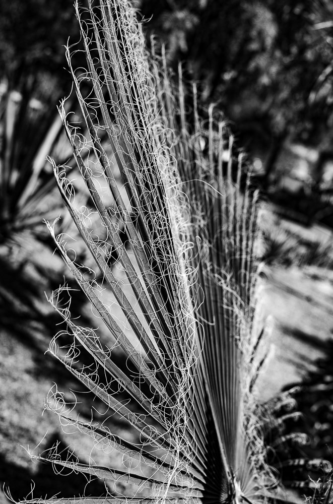 Palm, close up