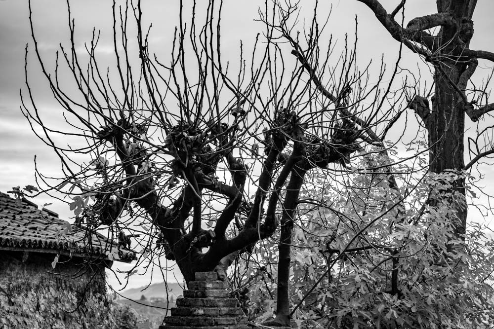 TREE WITH NO LEAVES, NEIVE.jpg
