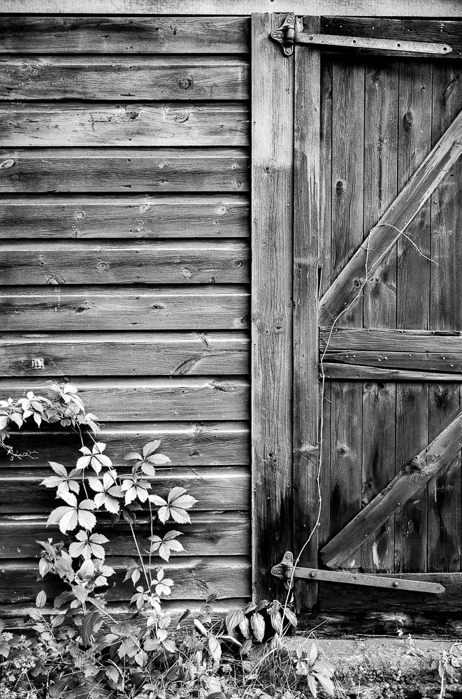 Barn Door with Vine, Stockbridge, MA
