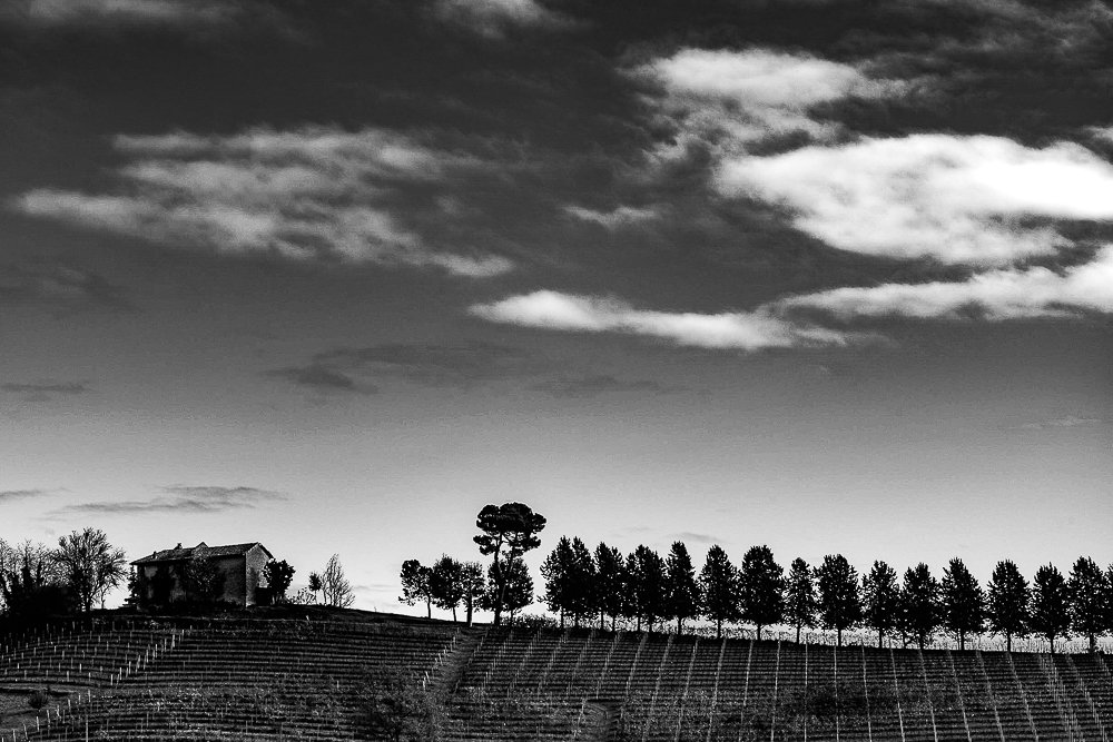 Vineyard with windbreak, Neive