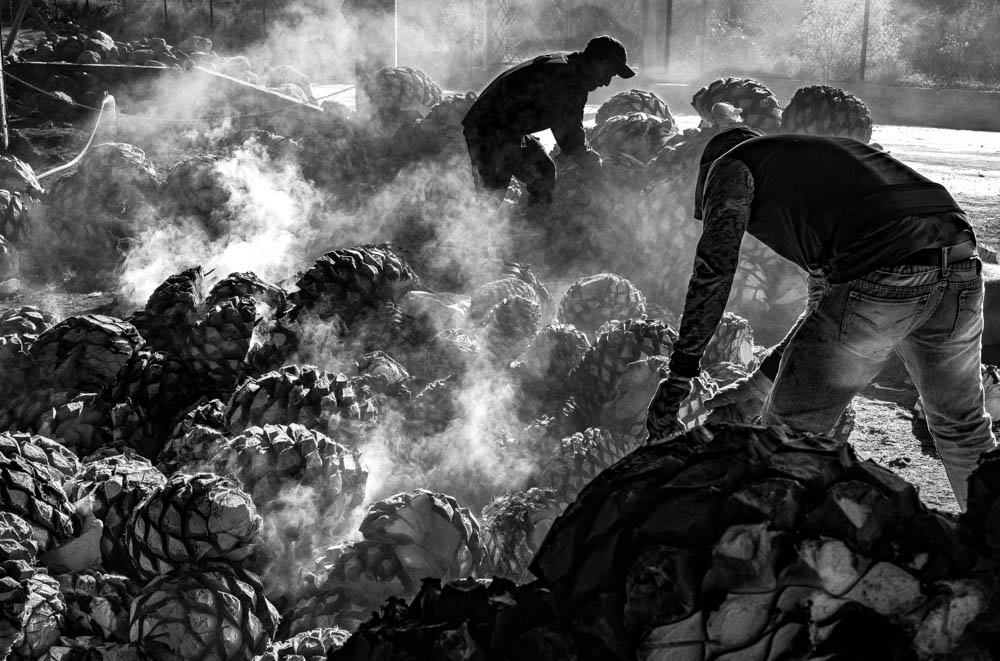 Workers roasting the piñas