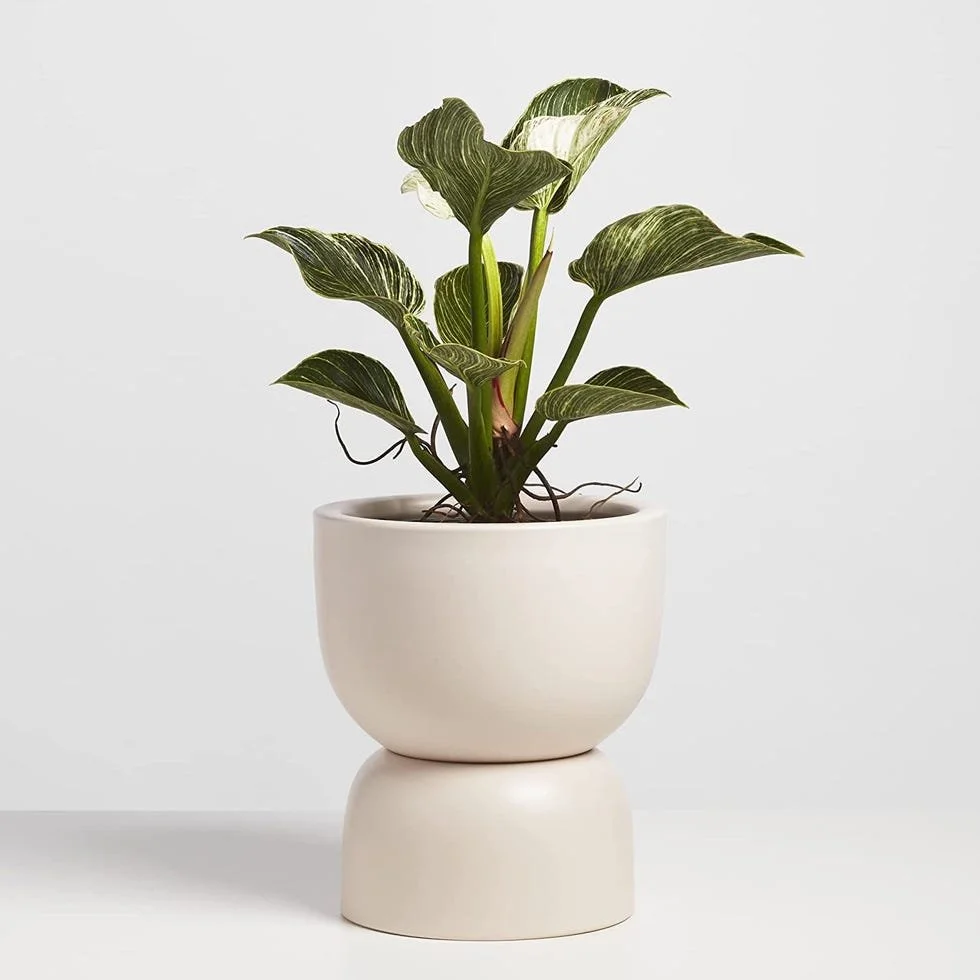 Seasonal Potted Plant