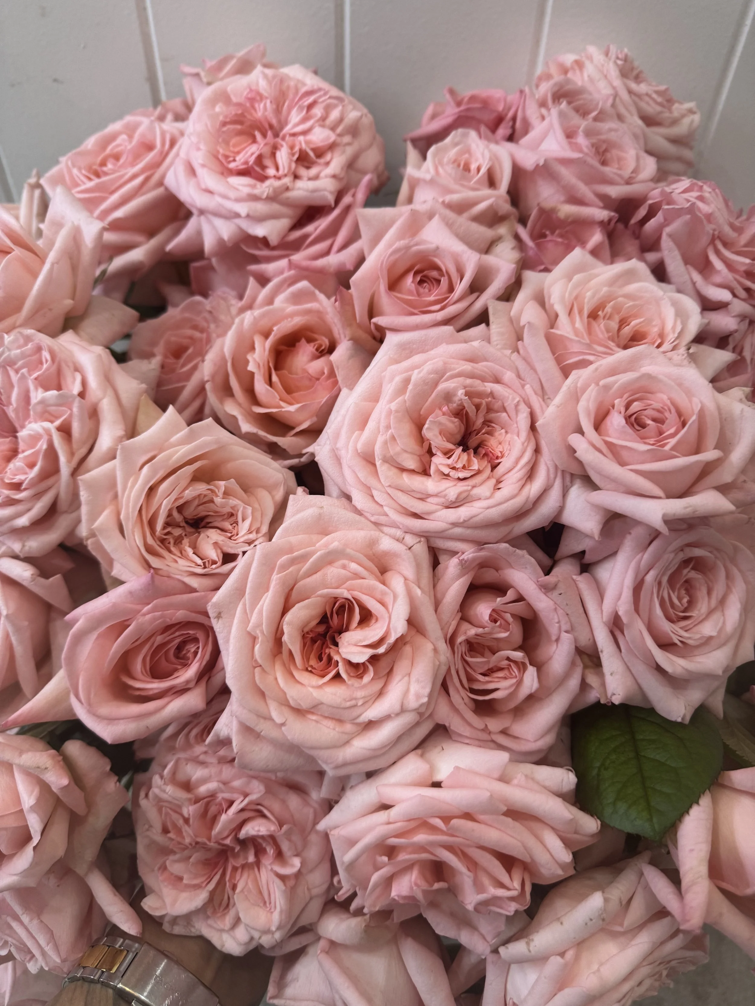 En Masse  - Cottage Garden Roses