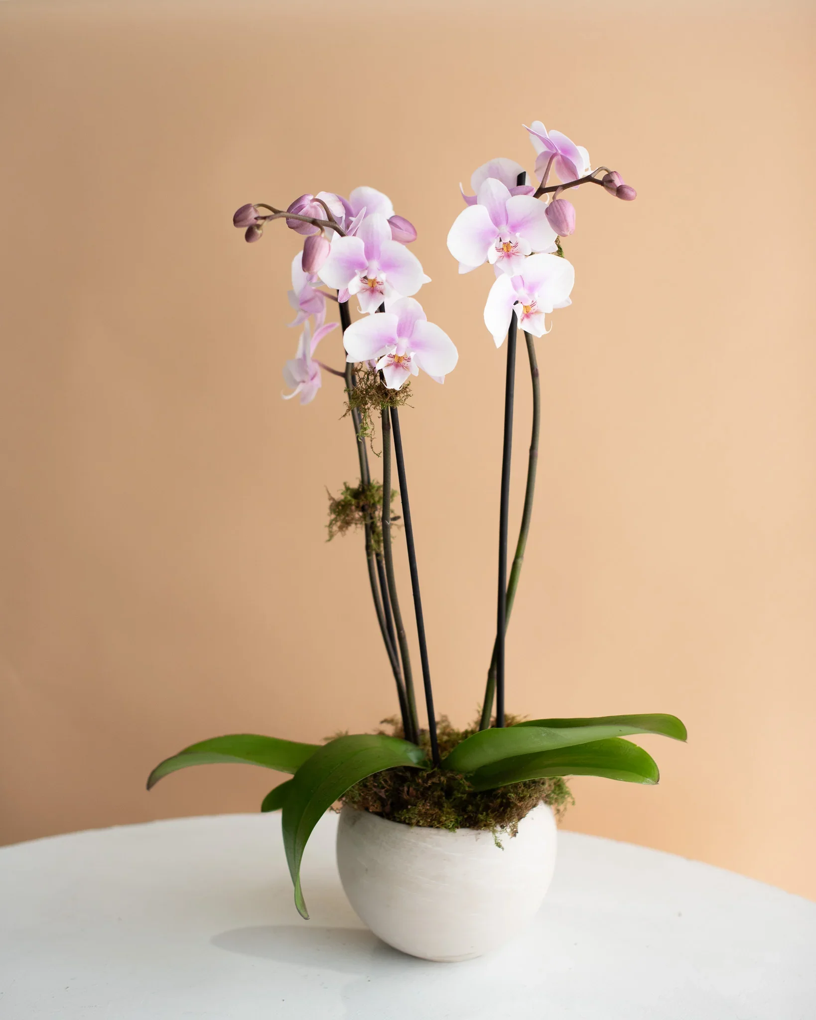 Potted Orchid - Phalaenopsis