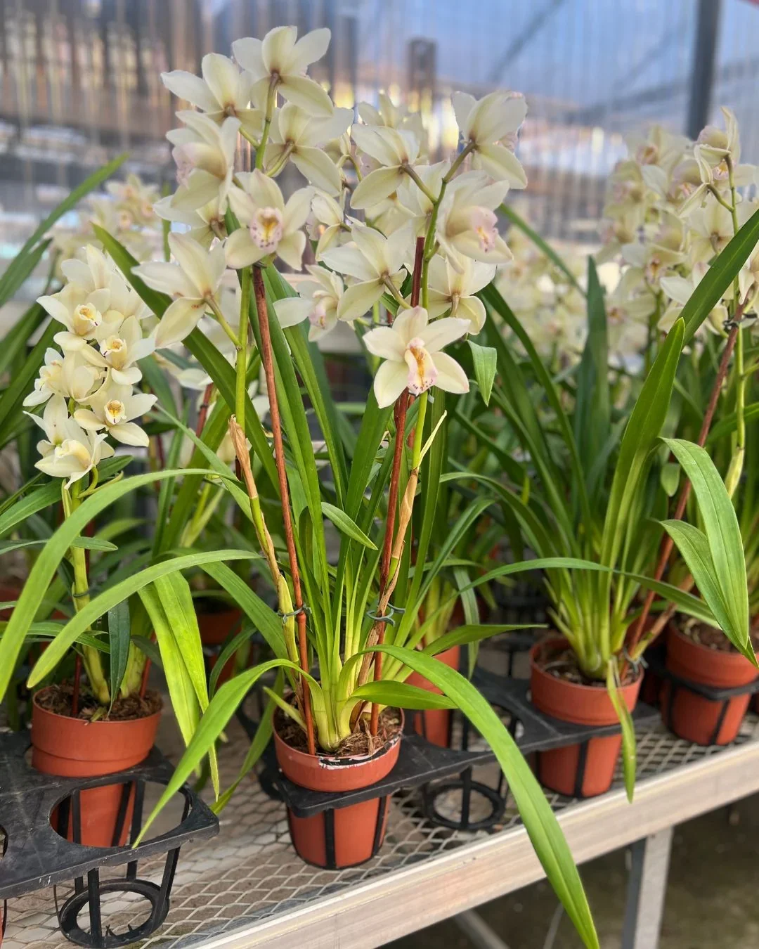 Potted Orchid - Cymbidium