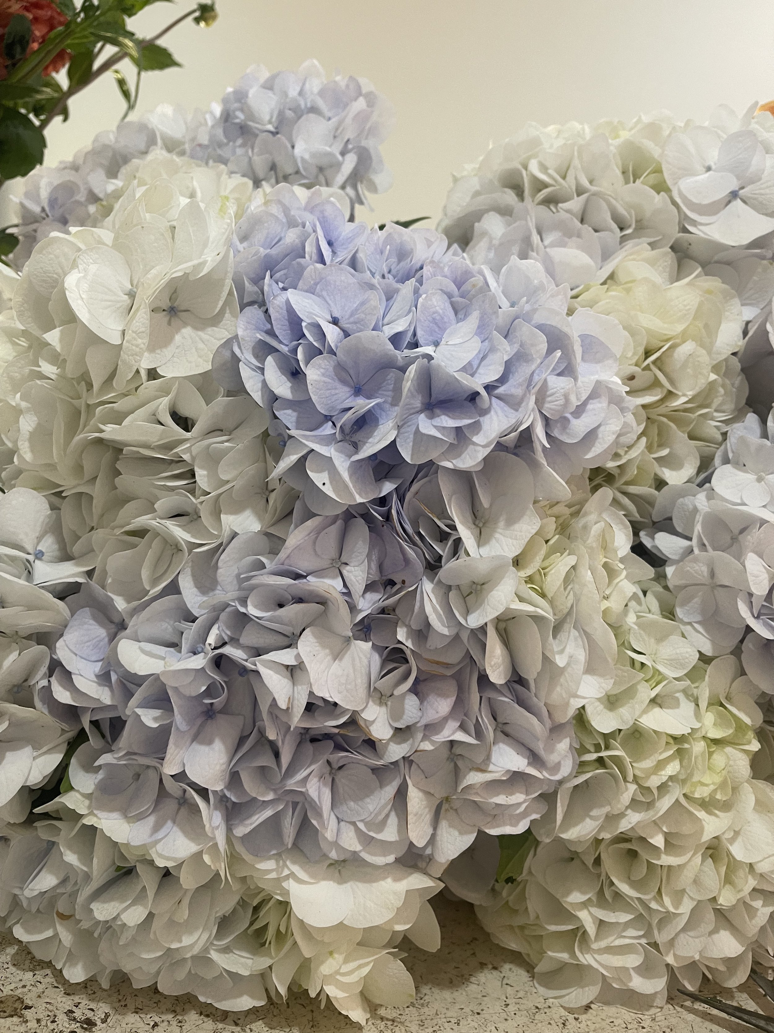 En Masse by Flora - Columbian Roses