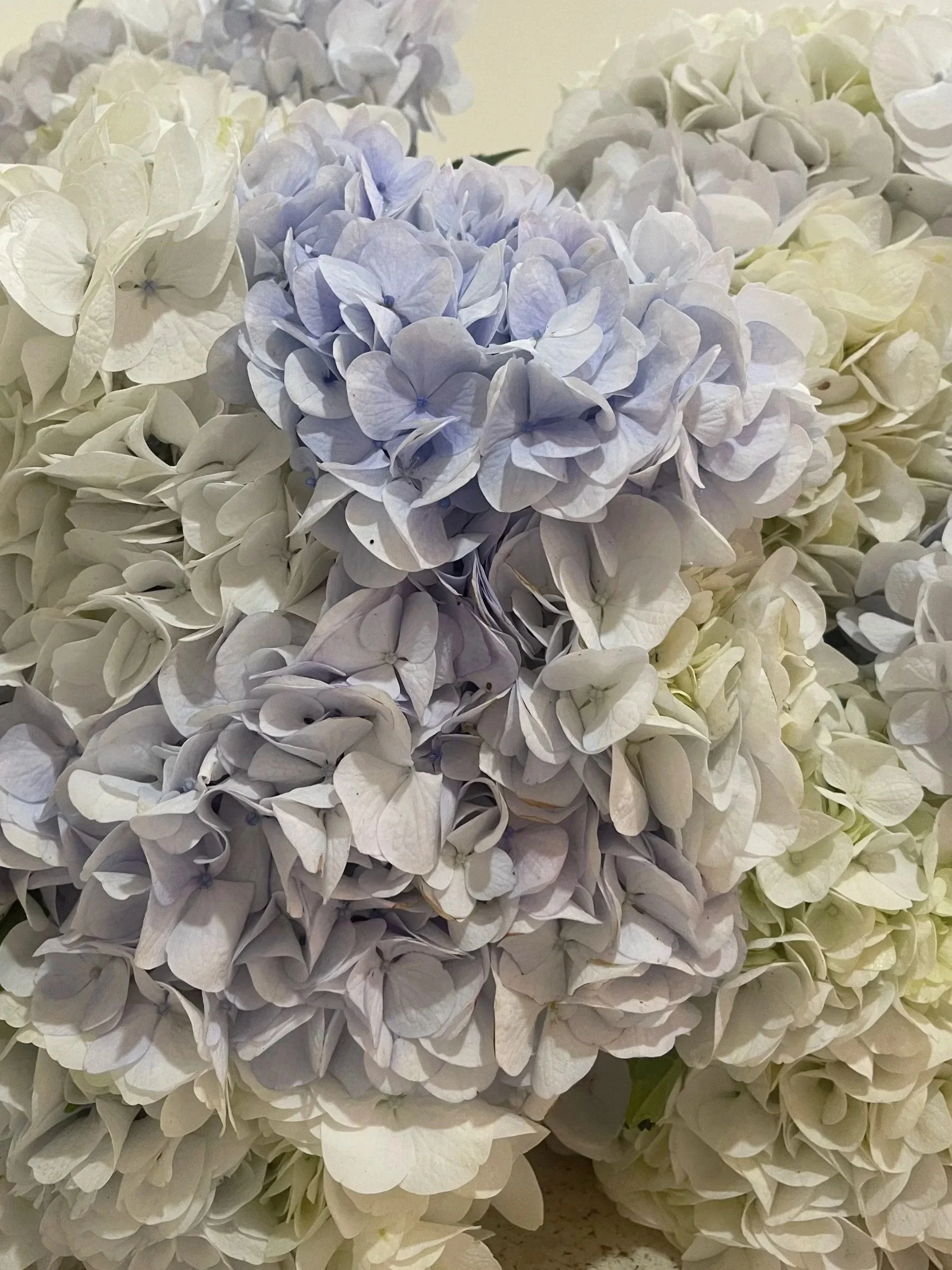 hydrangea.jpg