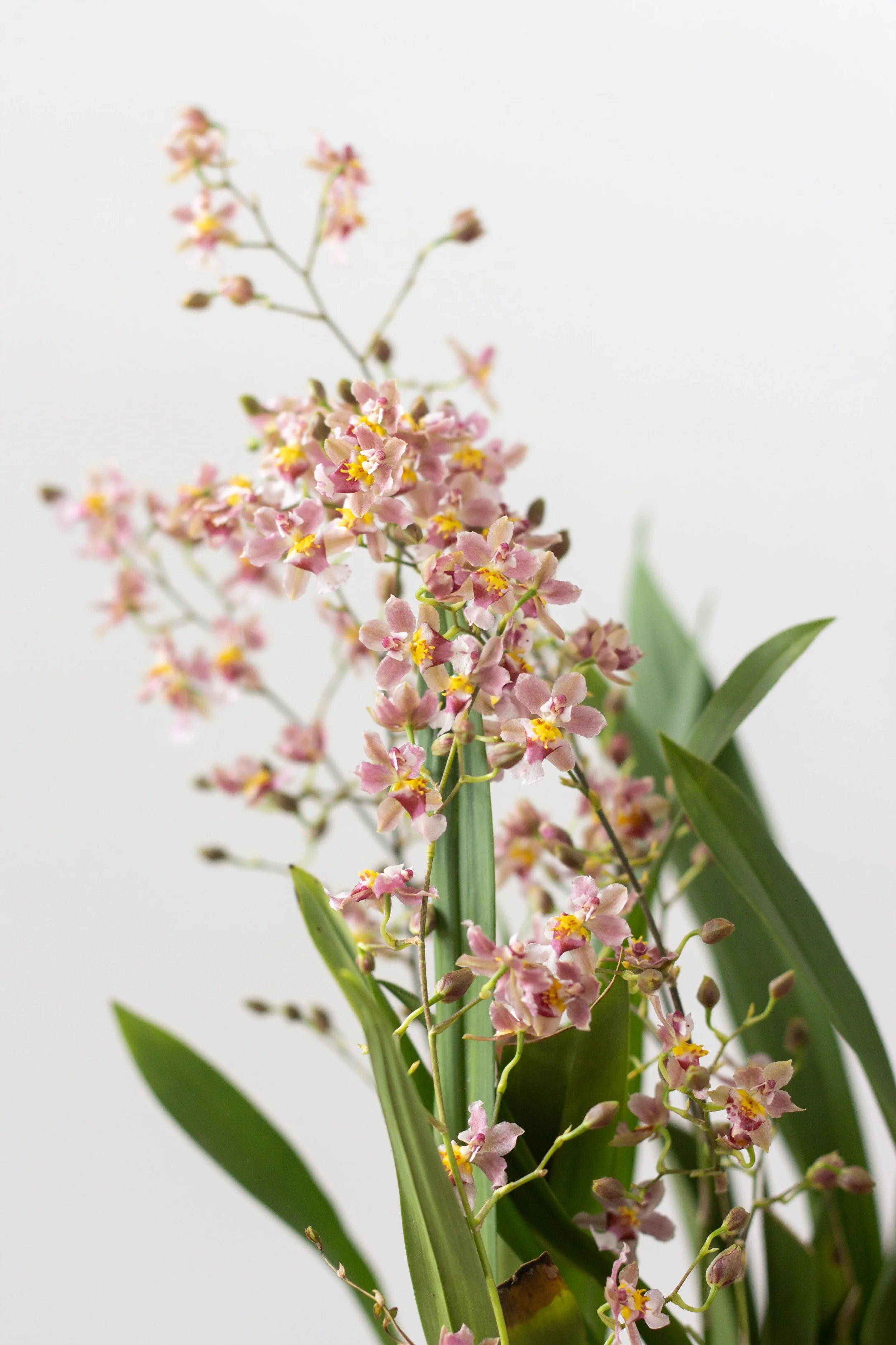 Potted Orchid - Oncidium