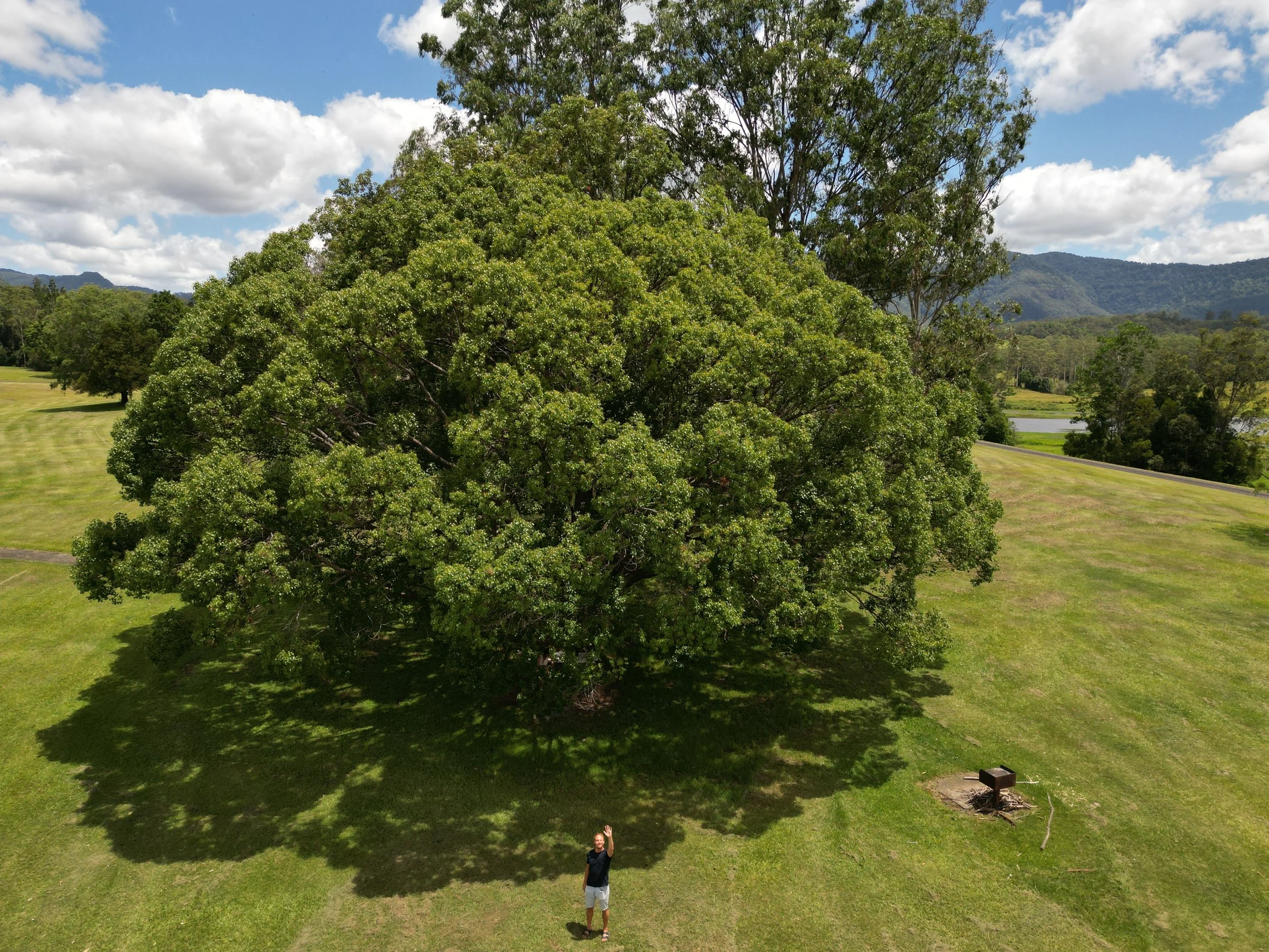 Thomas waving under a tree.