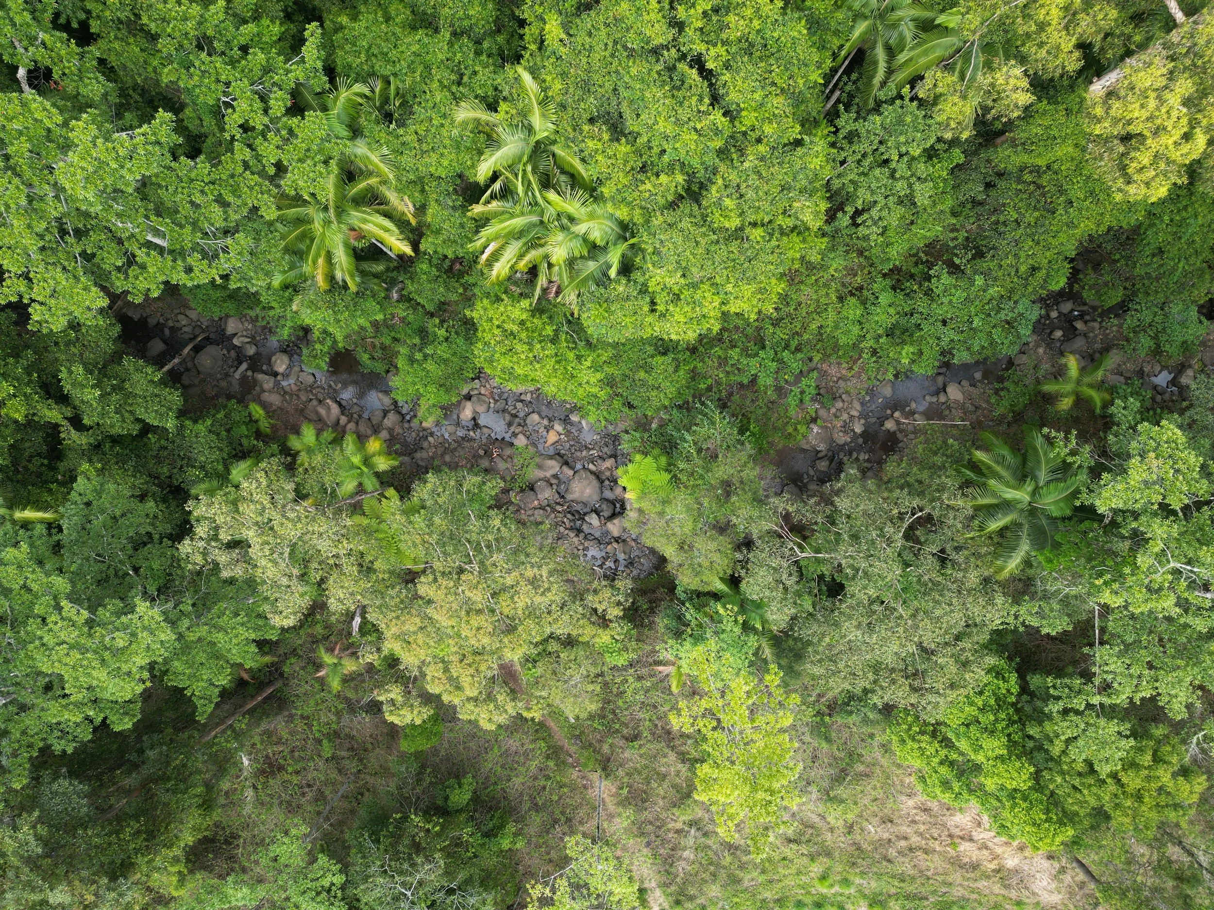 A creek through the rainforest from above.