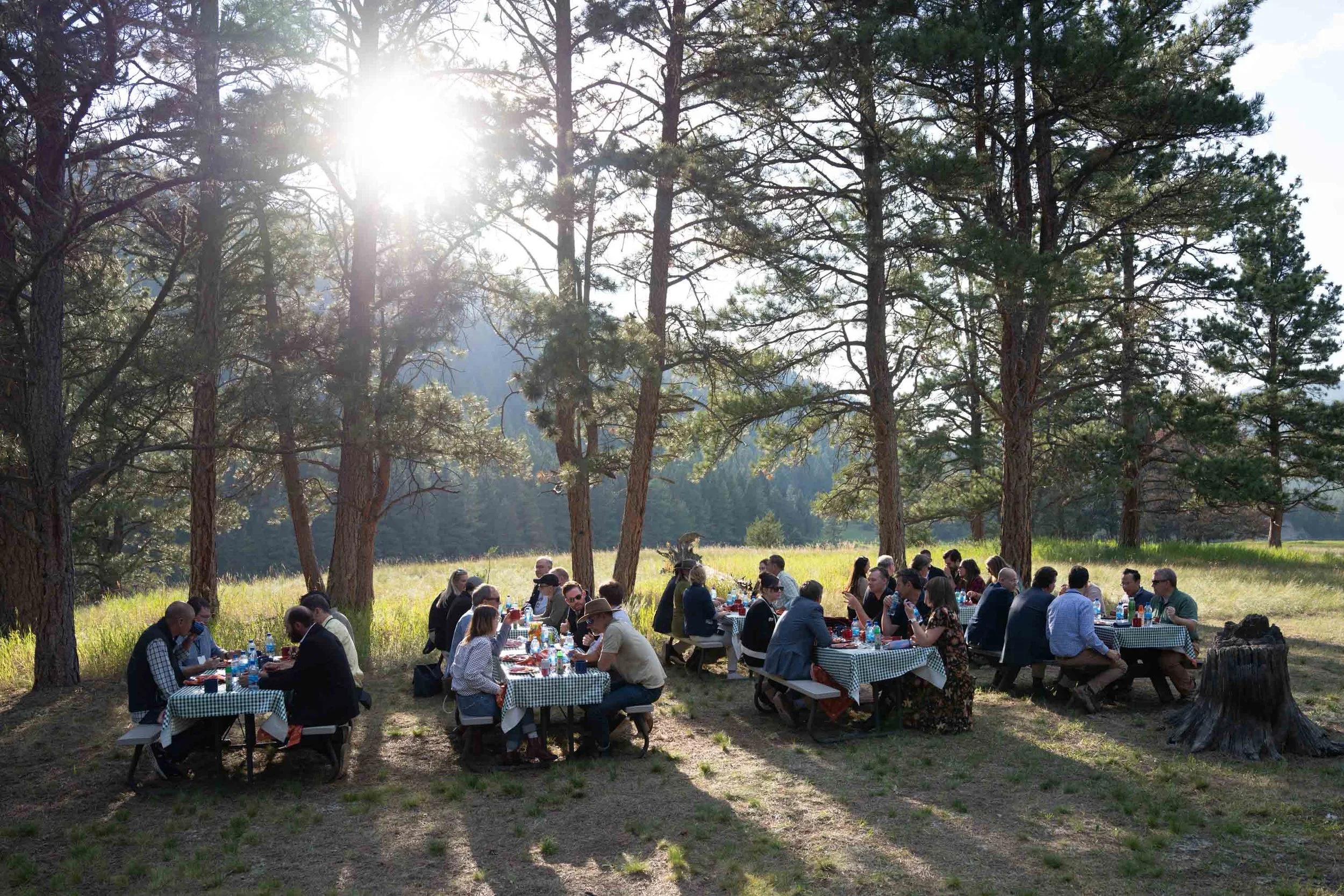 A large outdoor gathering of people seated at long, checkered picnic tables under tall pine trees on a sunny day, with the sun shining through the trees.