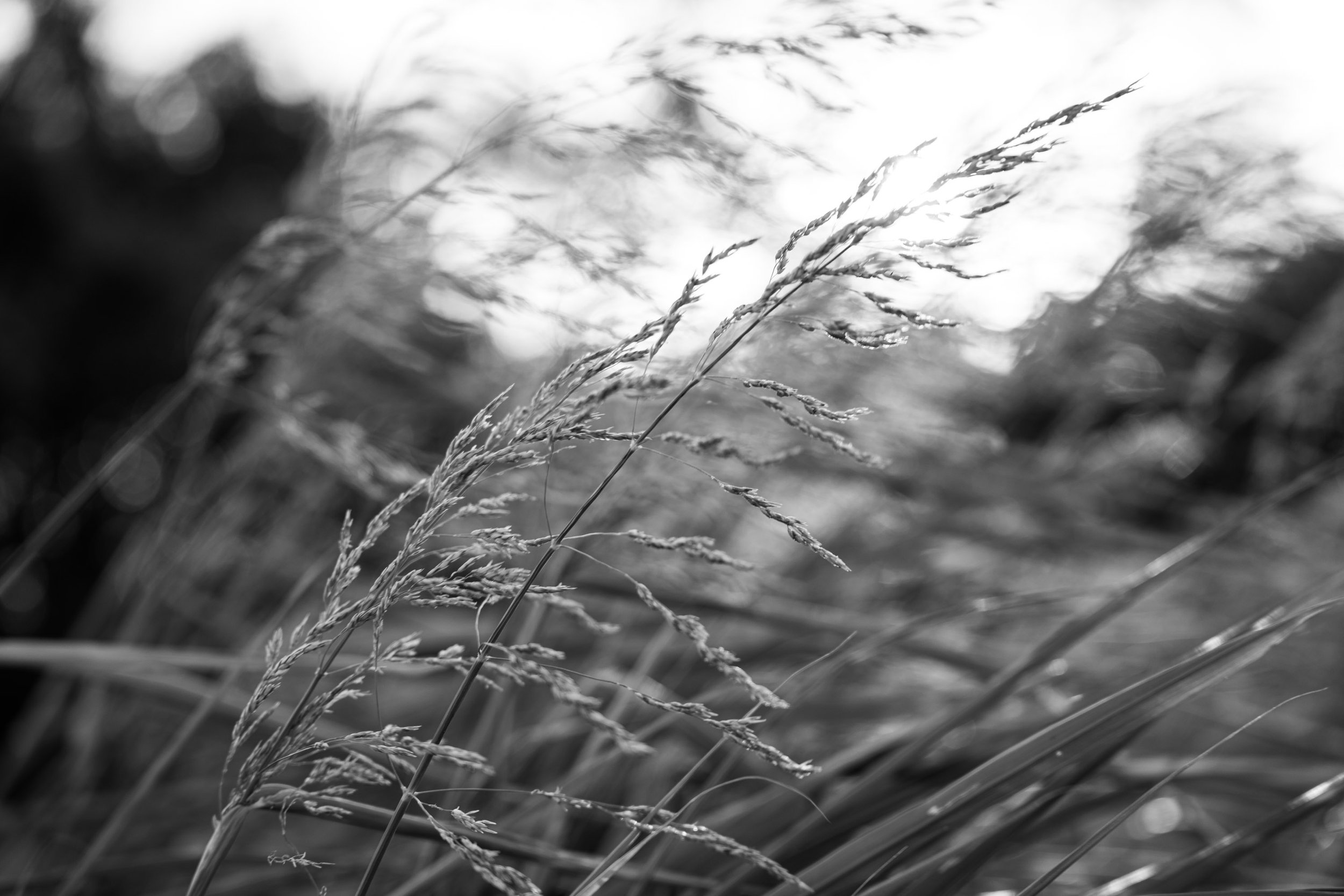 Black and white photograph of tall grass stalks blowing in the wind, with a bright sky in the background.