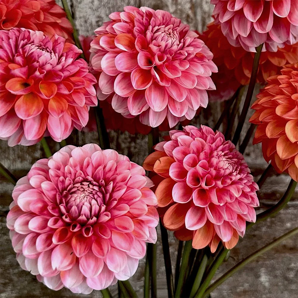 Florelie Angostura