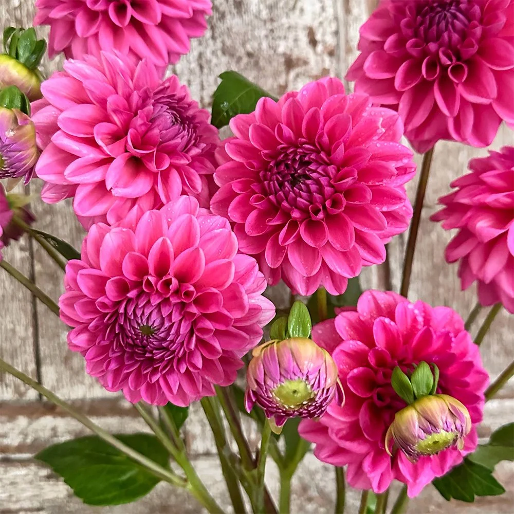Pink Show