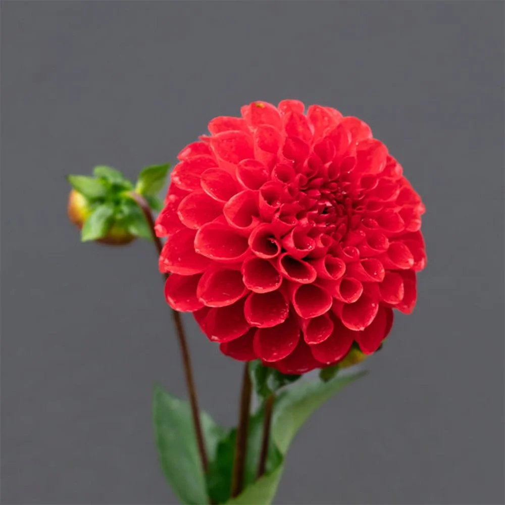 Florelie Ponyo