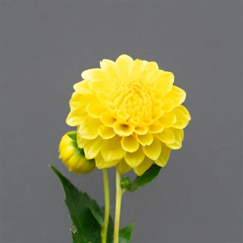 Florelie Dandelion