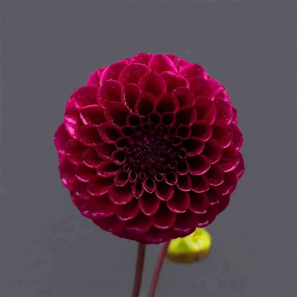 Florelie Queen of Hearts