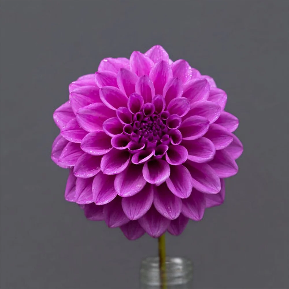 Florelie Jeanette