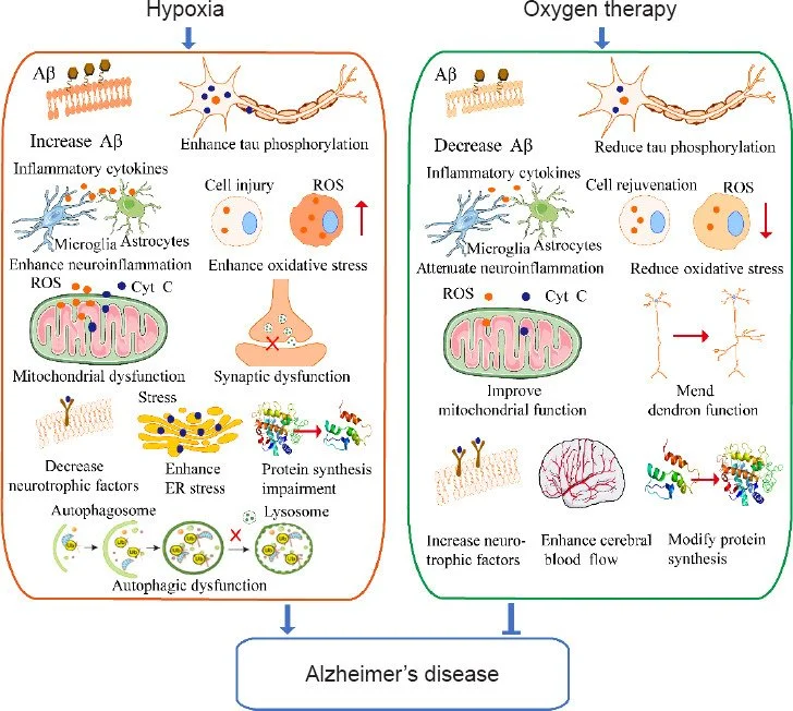 The mechanism underlying hypoxia and oxygen therapy in Alzheimer’s disease and why HBOT helps..  Aβ: Amyloid-beta; Cyt C: cytochrome C; ER: endoplasmic reticulum; ROS: reactive oxygen species.Figure showing the v