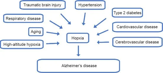 Hypoxia is an important risk factor for Alzheimer’s disease. Ox