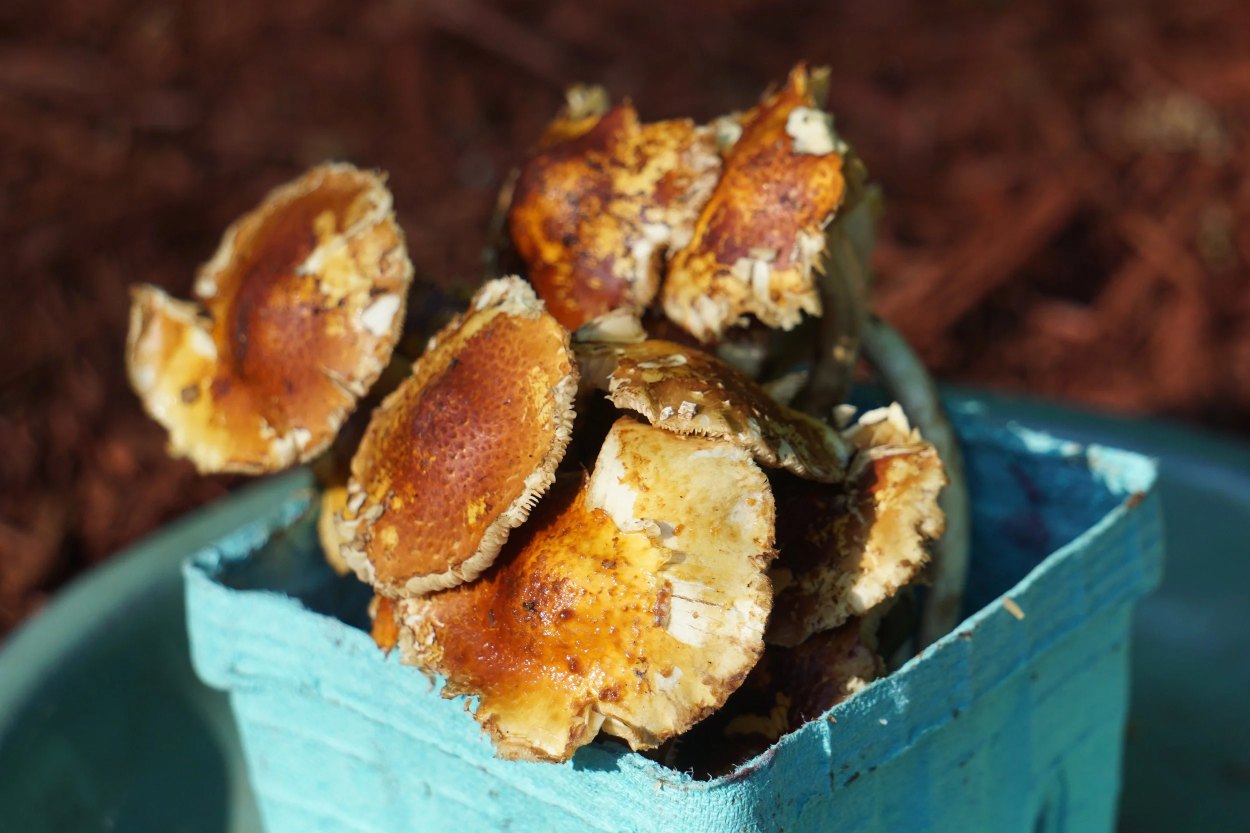 Chestnut Mushrooms