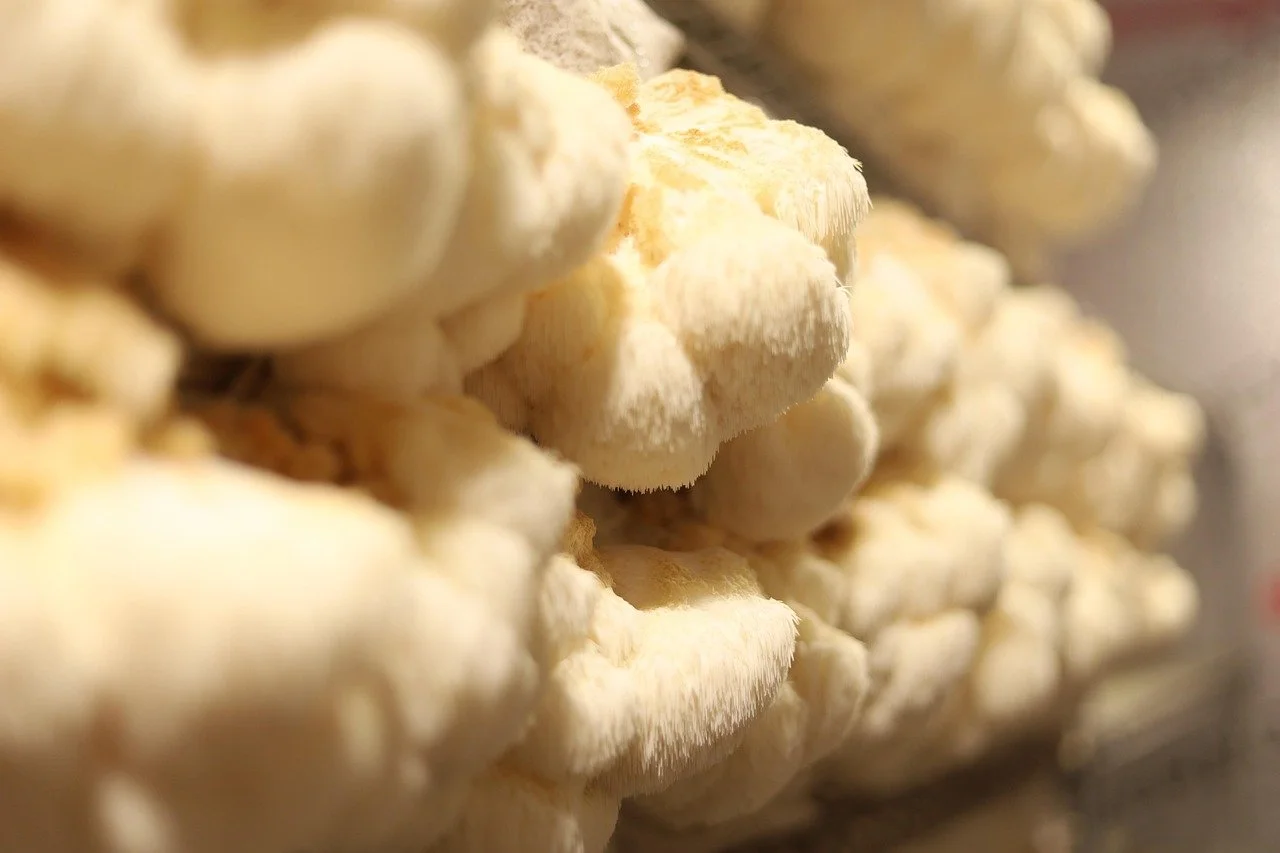 Lion's Mane