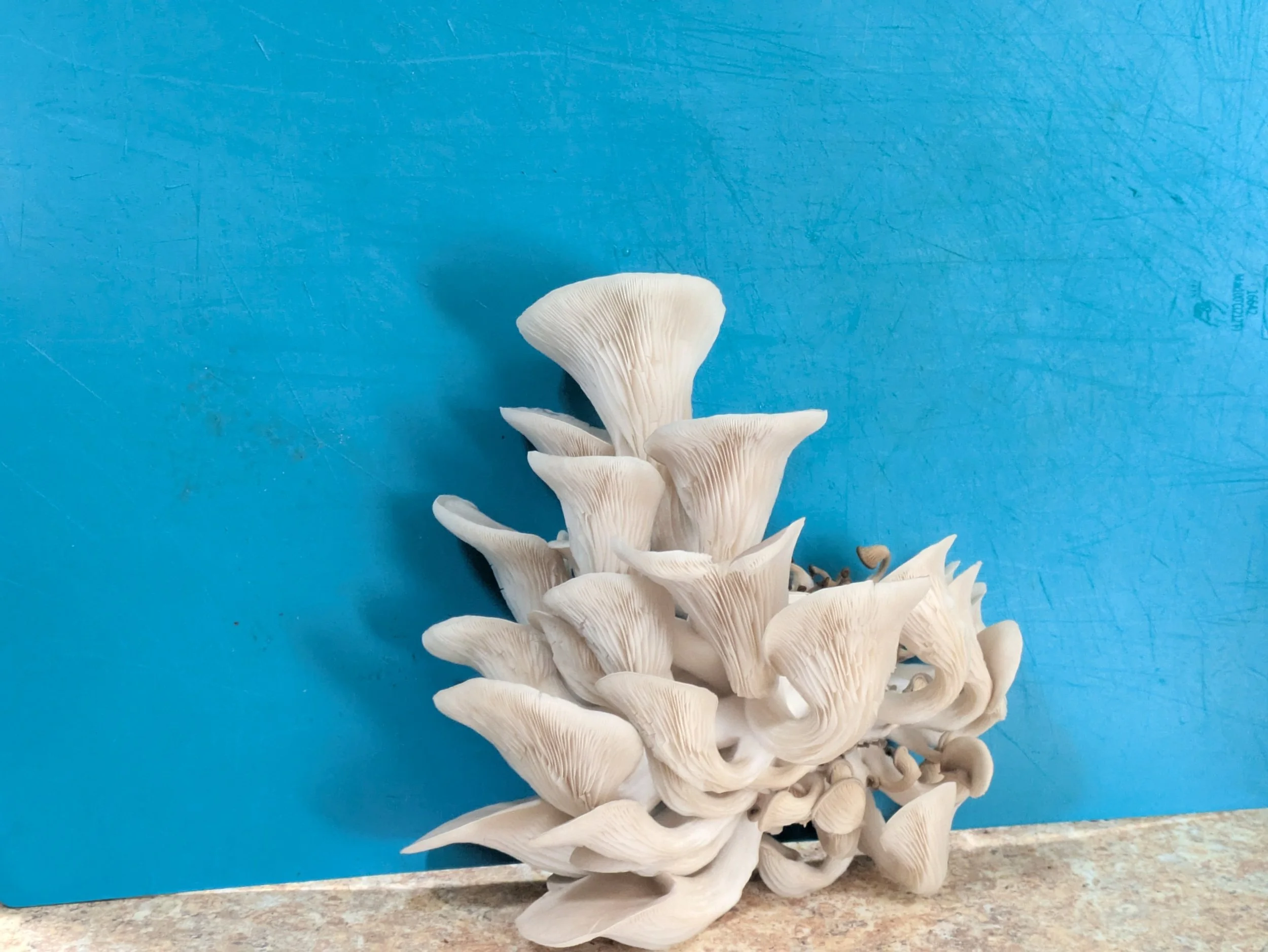Blue Oysters