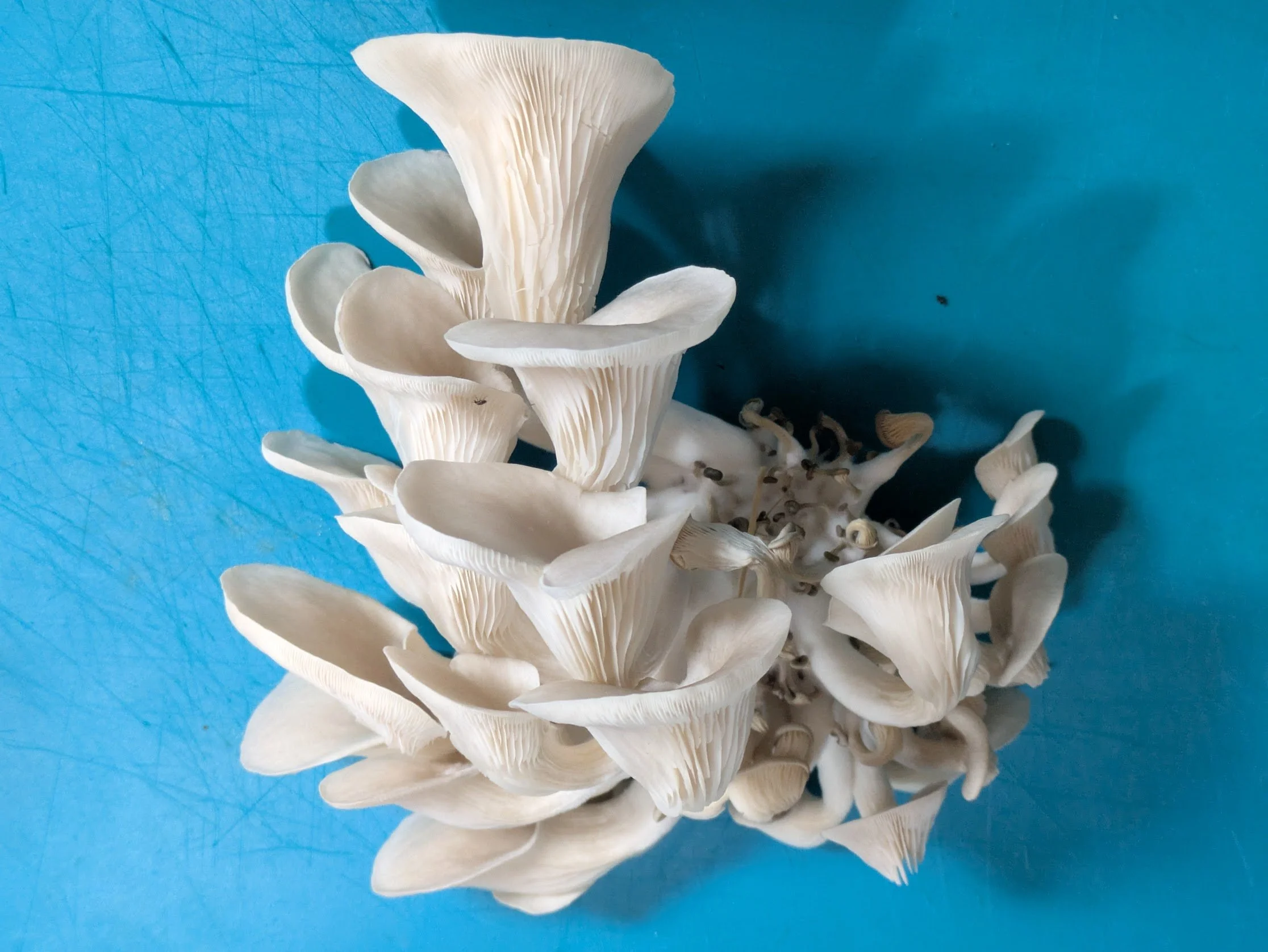 Blue Oyster Mushrooms