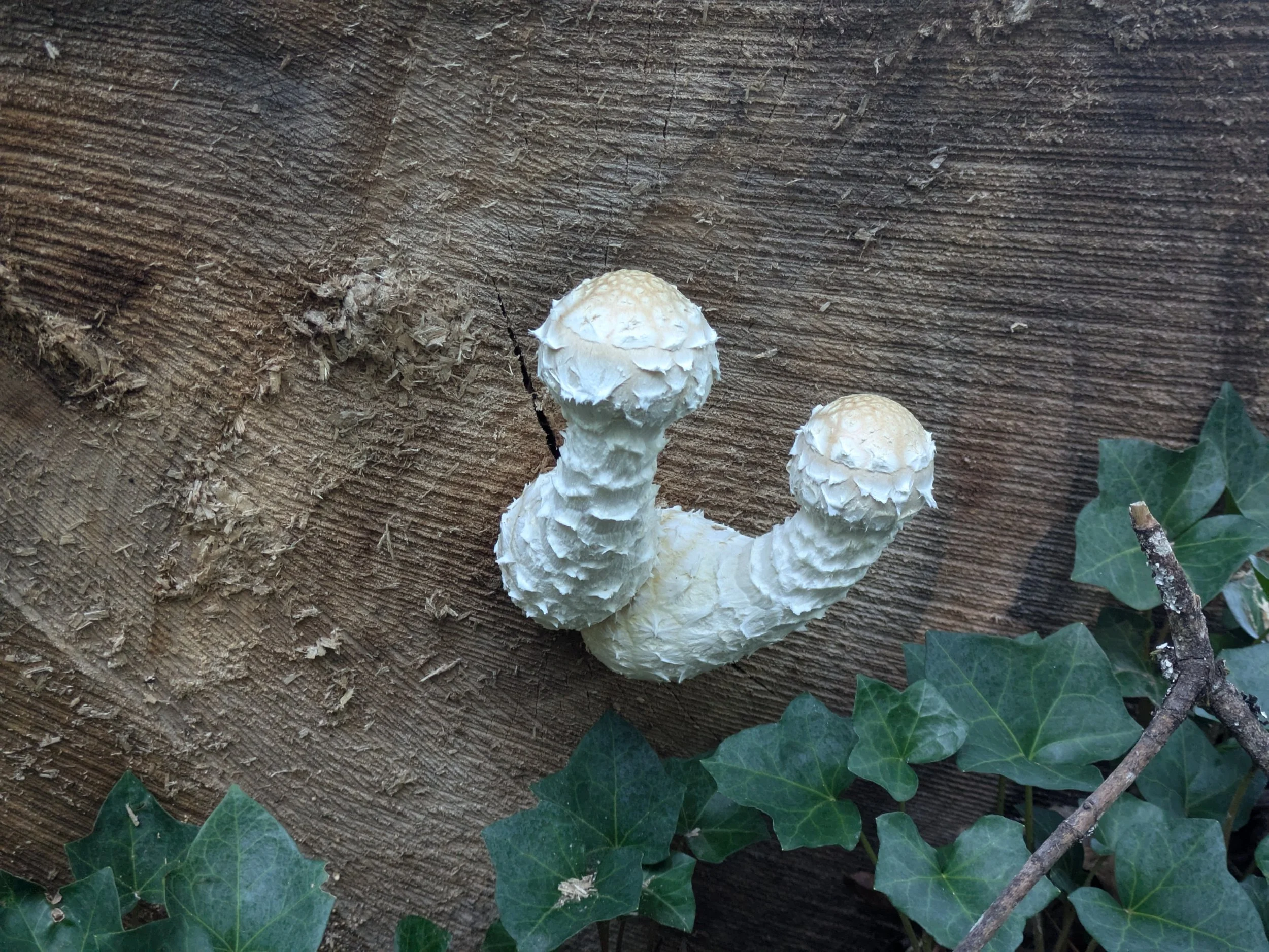 White mushrooms growing on a wooden surface with green ivy leaves around them.