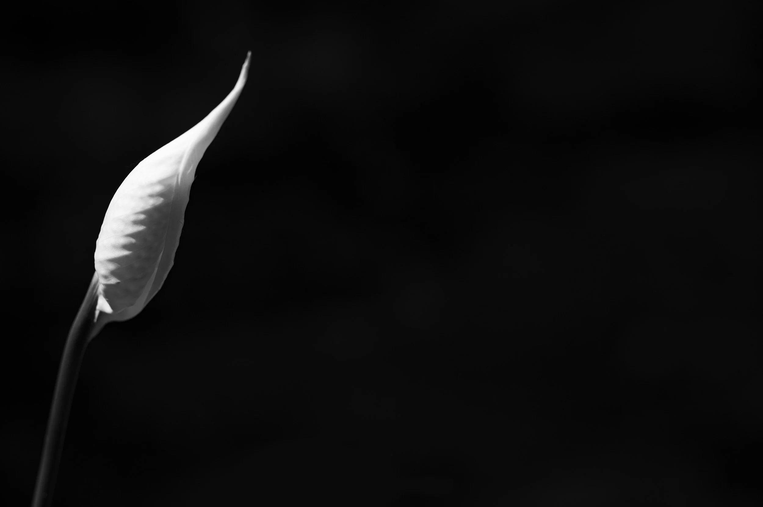 Lily, floral black and white fine art print