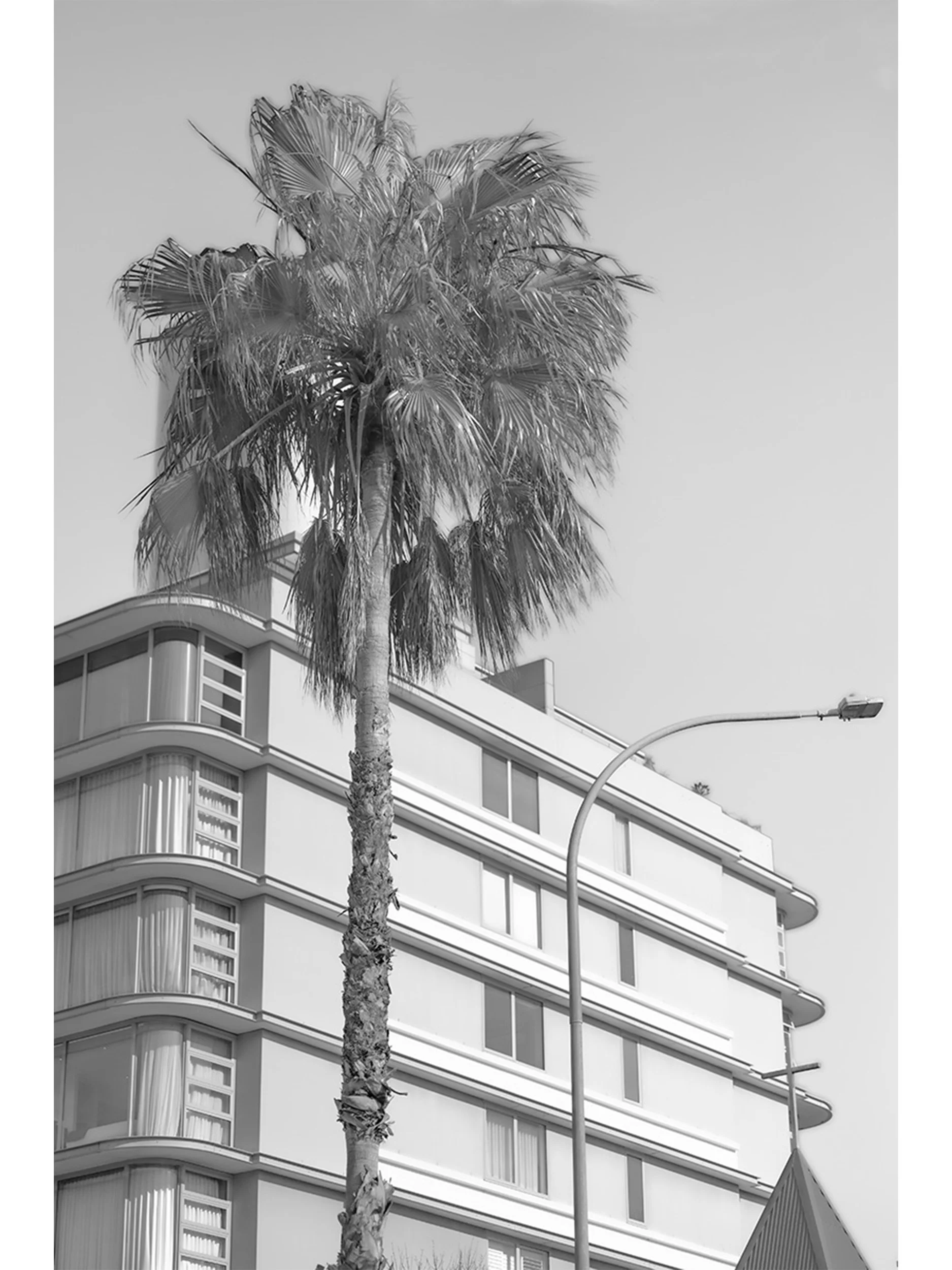 Bondi Palm, 2026