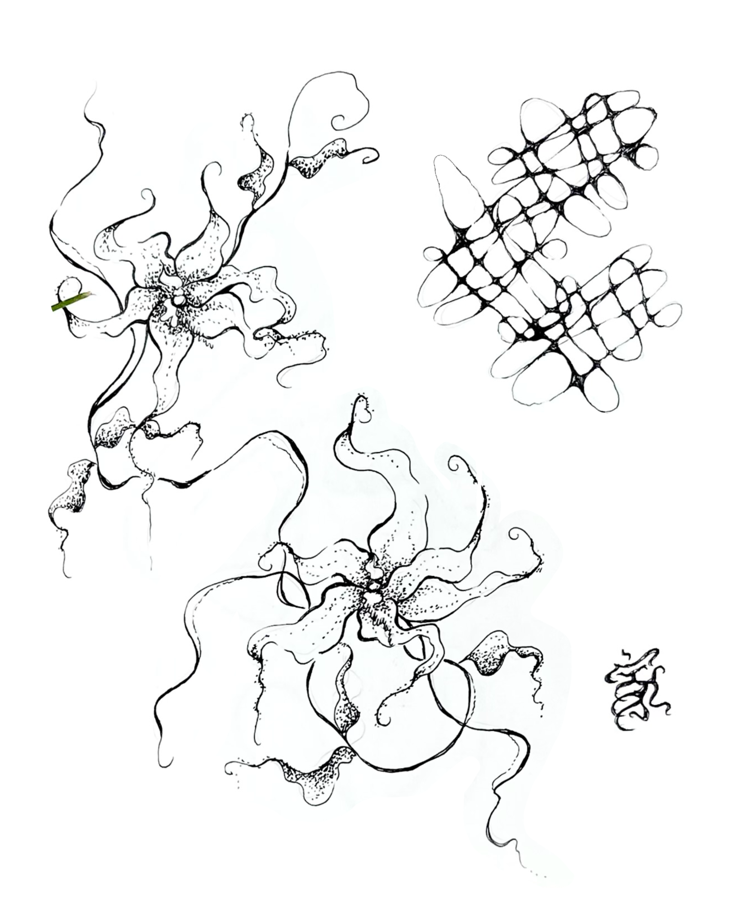 IMG_8261.PNG
